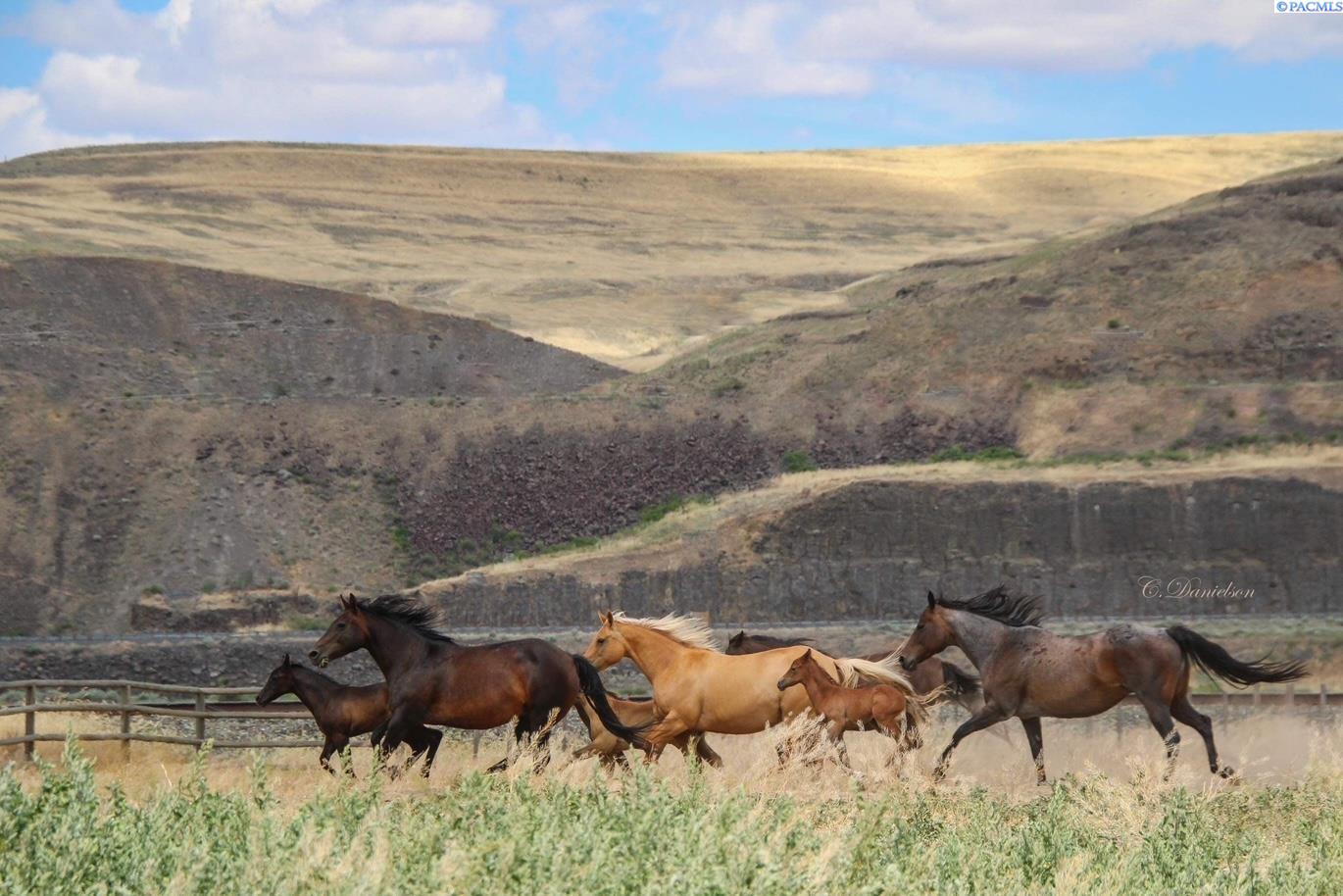 Homes for sale in Hay/hooper, WA | 821 Old Sr 26, Hay/hooper, WA 99333 | MLS# 281243