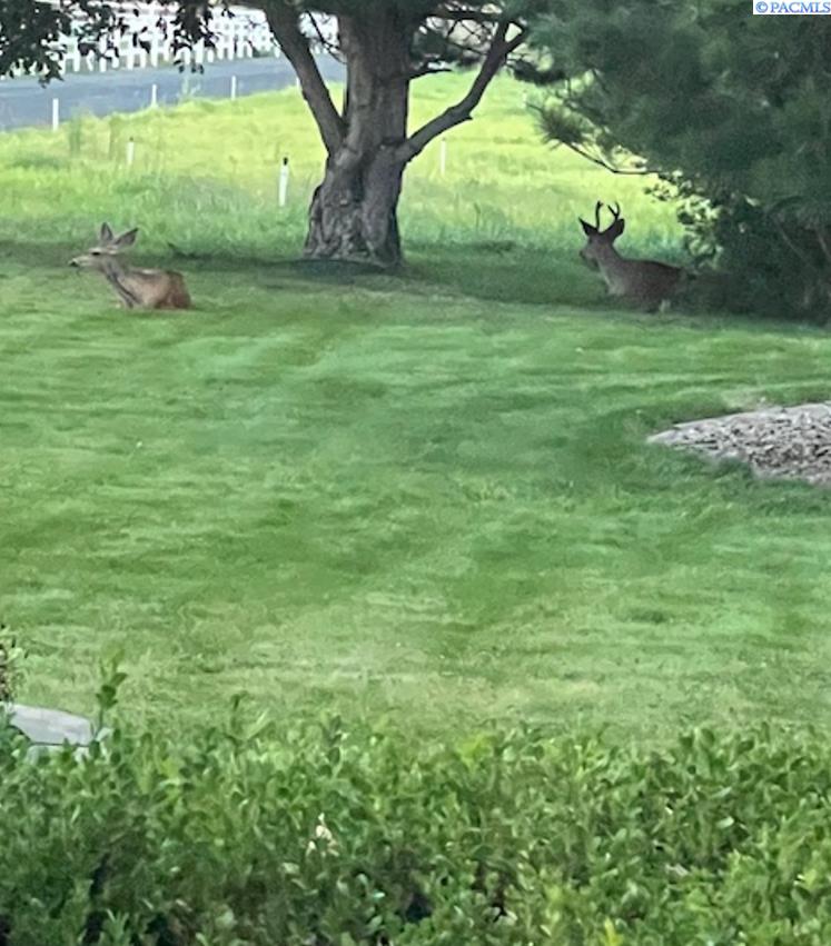 Homes for sale in West Richland, WA | 97218 N Northstar Prne, West Richland, WA 99353 | MLS# 283726