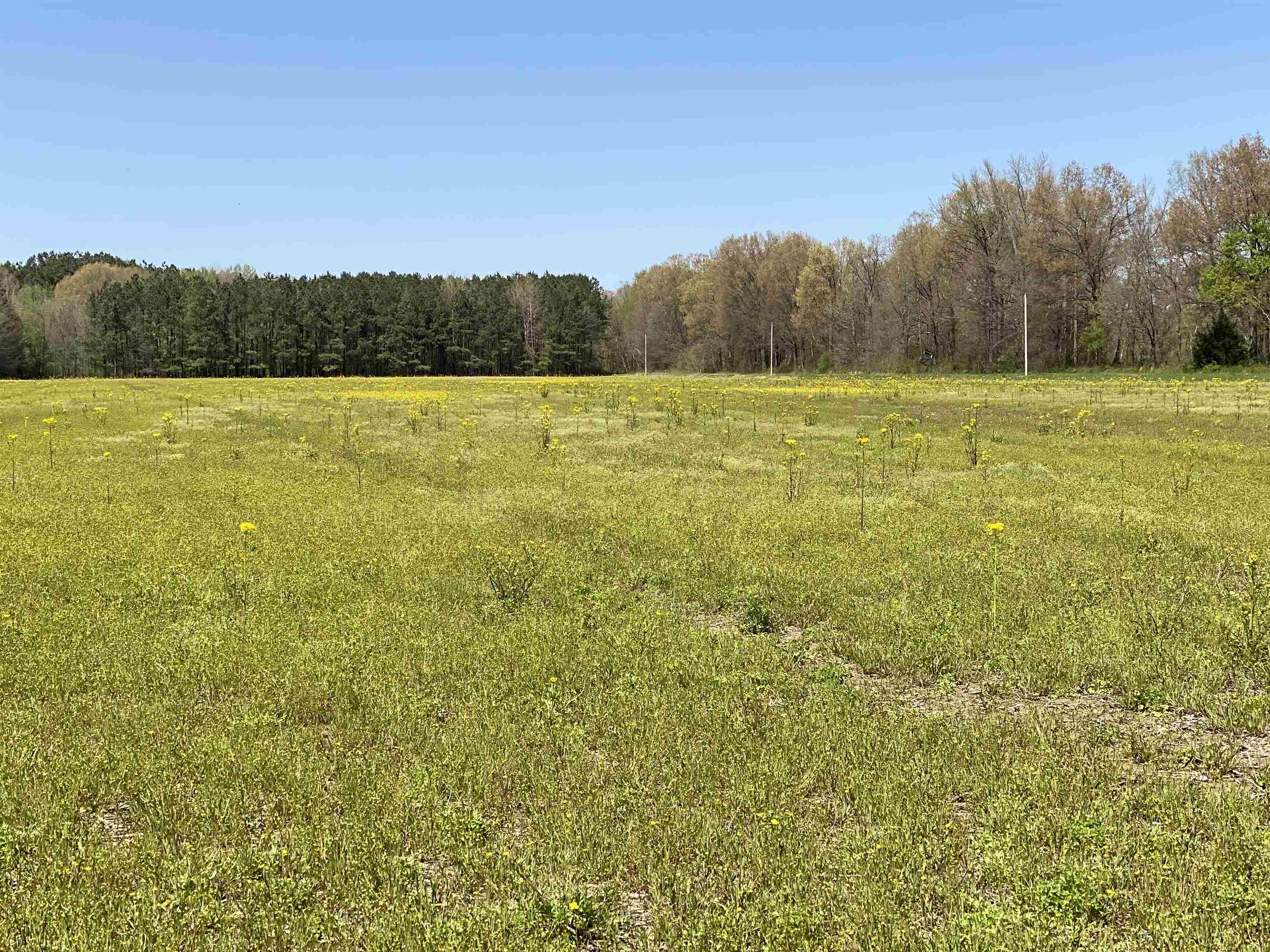 1690 Austin Springs Rd, Latham, Tennessee 38225, ,Lots/land,For Sale,1690 Austin Springs Rd,223323