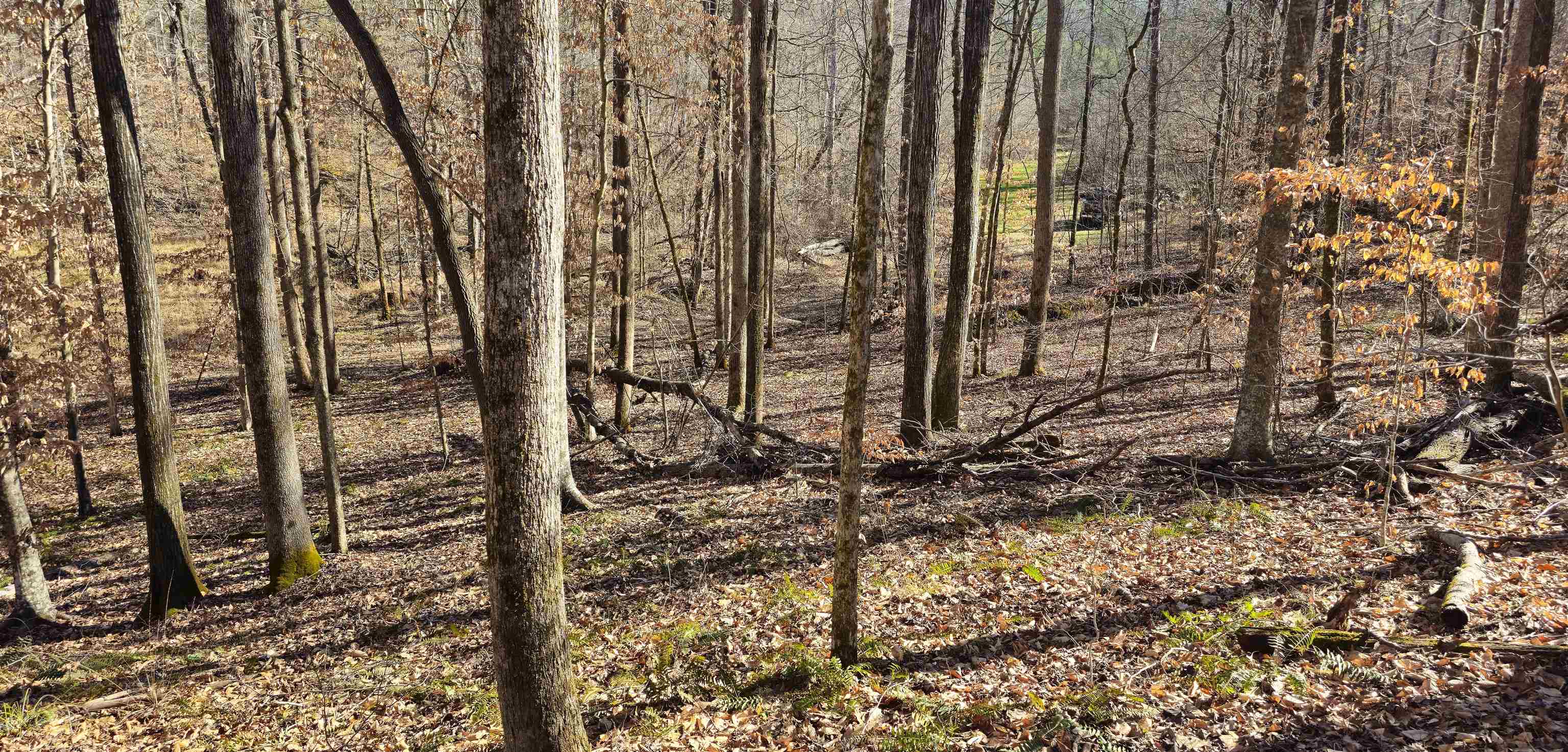 Smith Fork Rd, Olivehill, Tennessee 38475, ,Lots/land,For Sale,Smith Fork Rd,240295