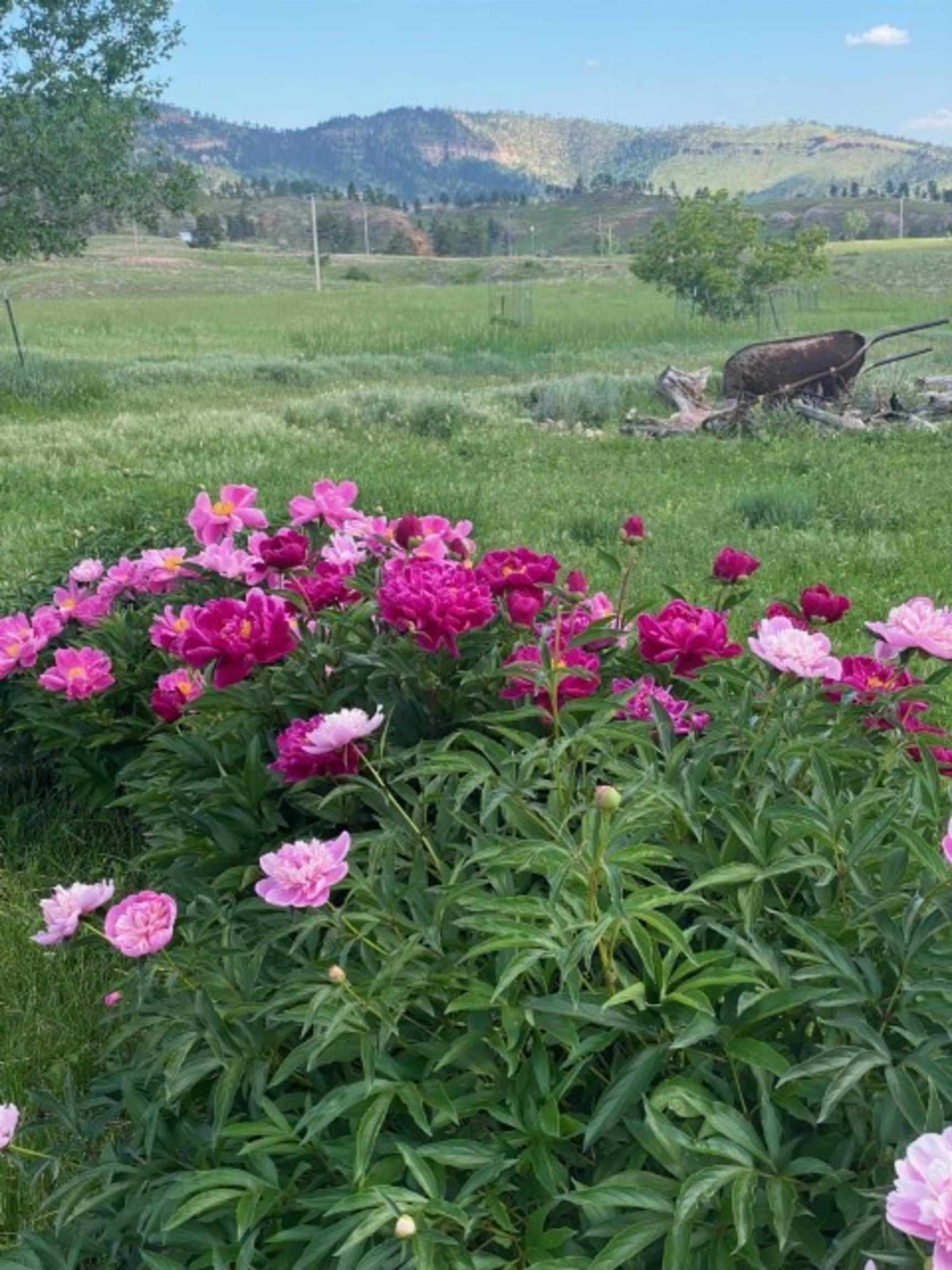 Perennial Peony Bushes Come to Life Each Year!