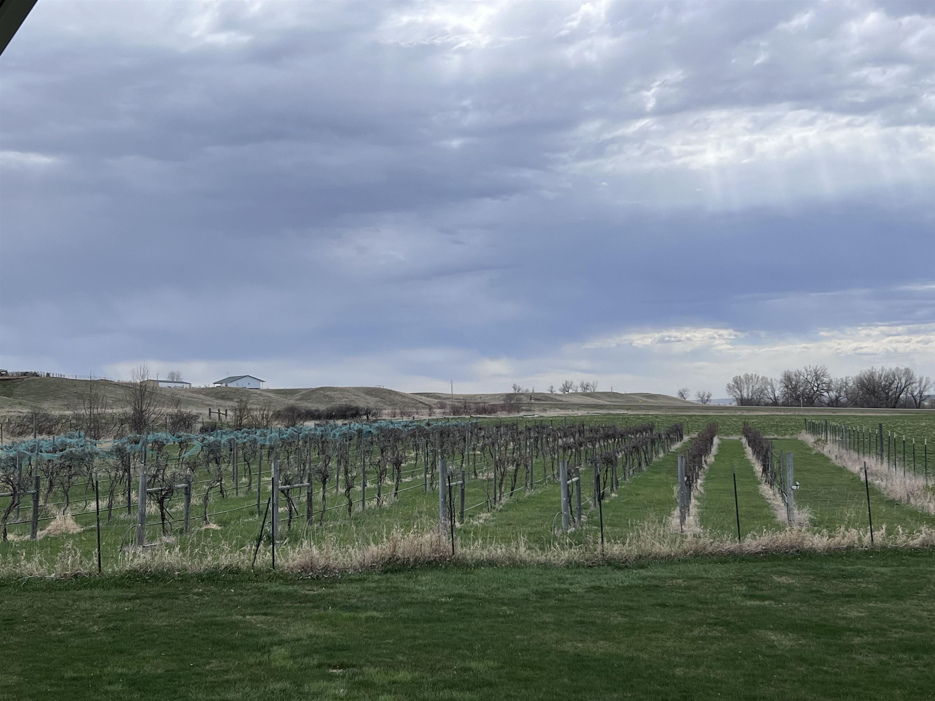 Vineyard