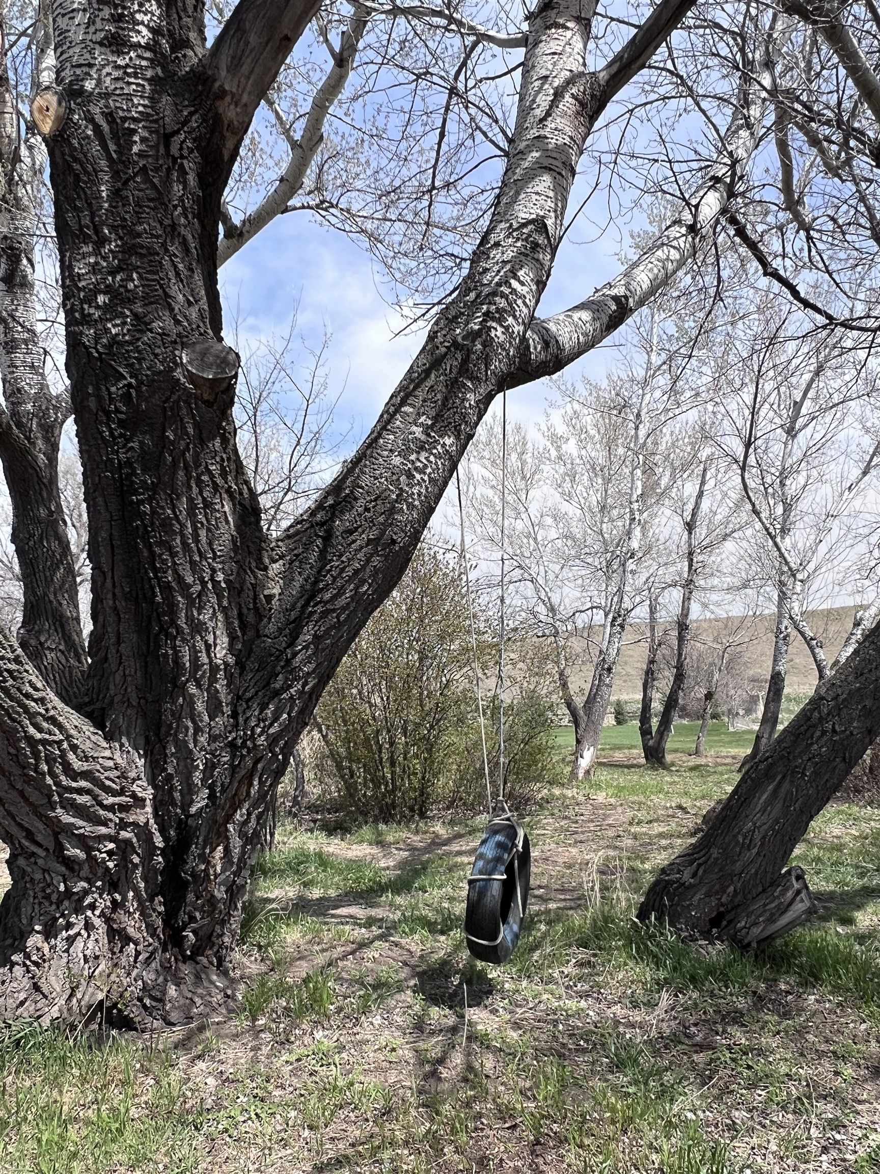Tree Swing