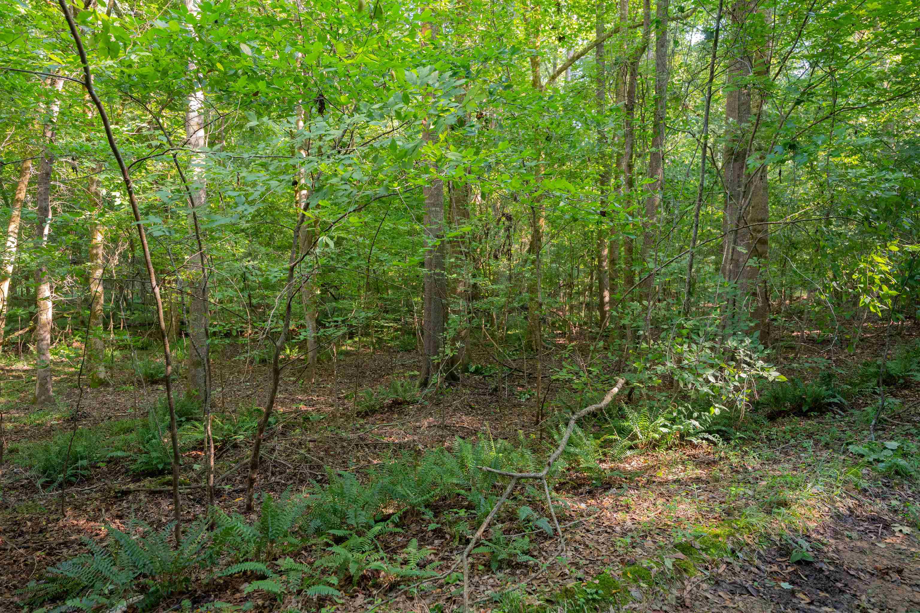 198.62 +/- AC Apalachee Woods Trail #198, Buckhead, Georgia image 9