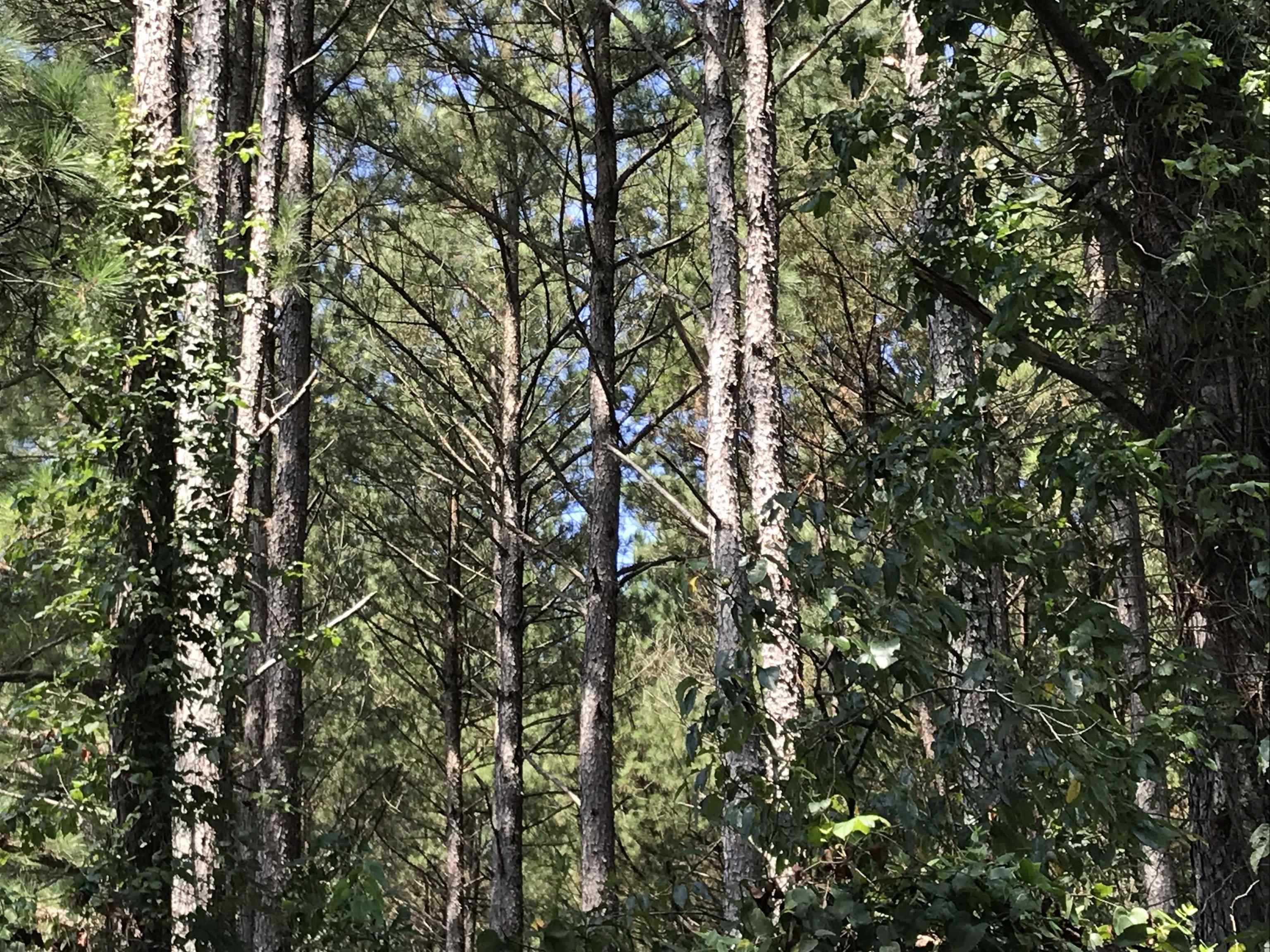 Baldwin Dairy Road, Madison, Georgia image 4