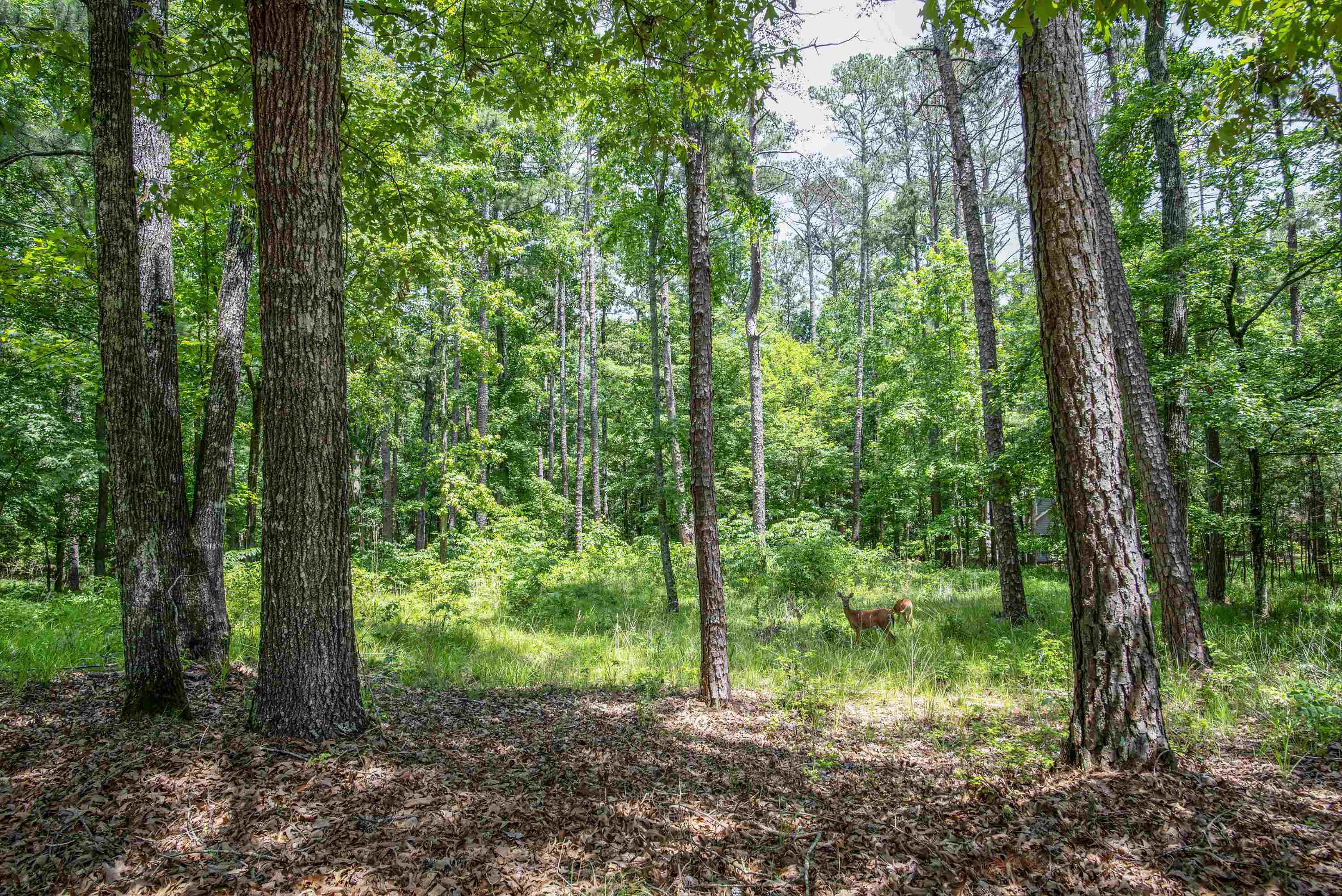 1021 Tallesse Trail image 2