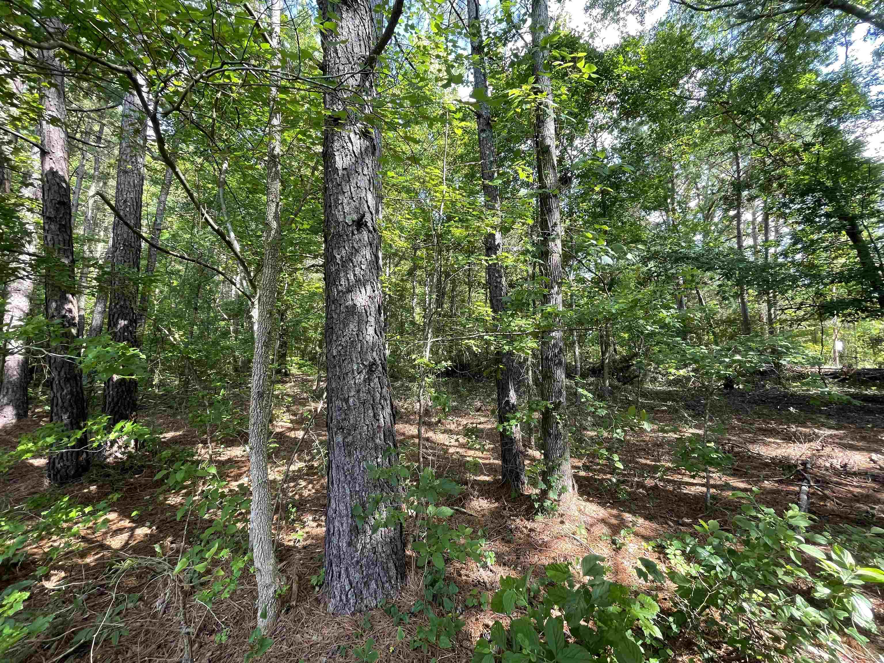 1740 Cato Road #1740, Greensboro, Georgia image 12
