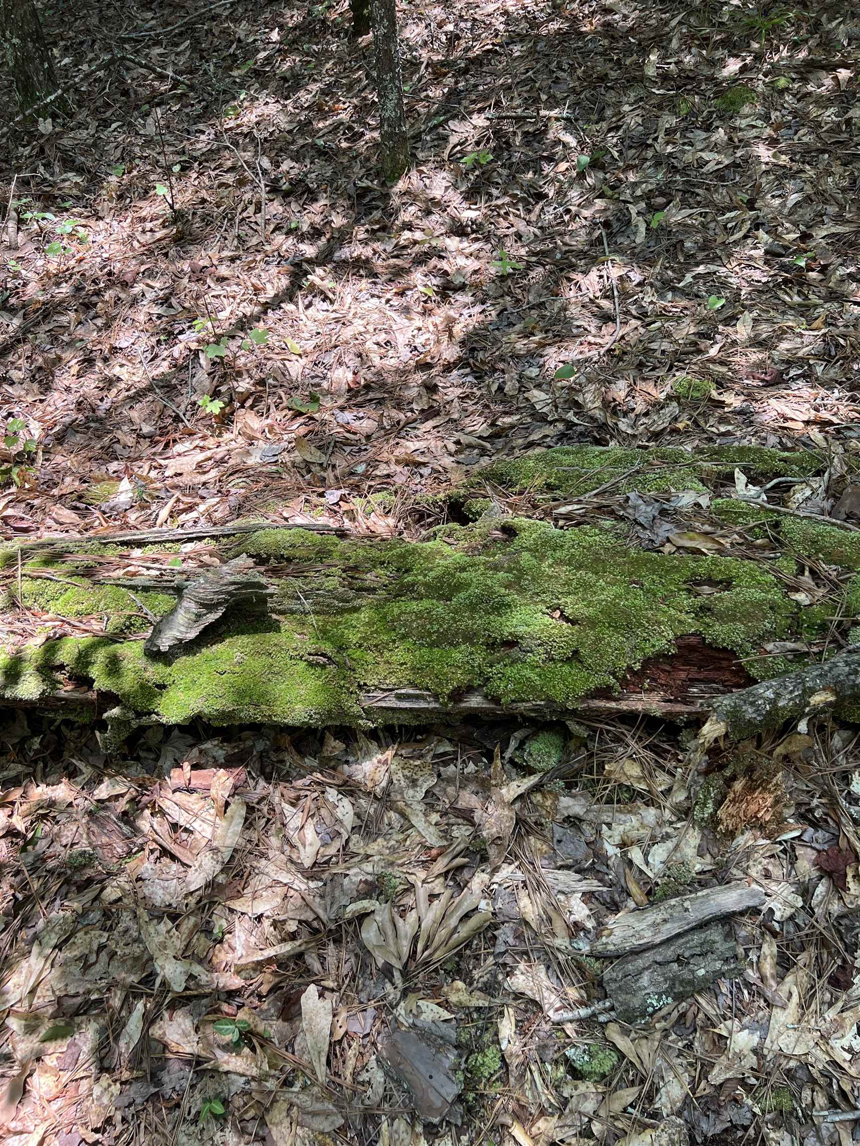 Crooked Creek Bay Road, Eatonton, Georgia image 3