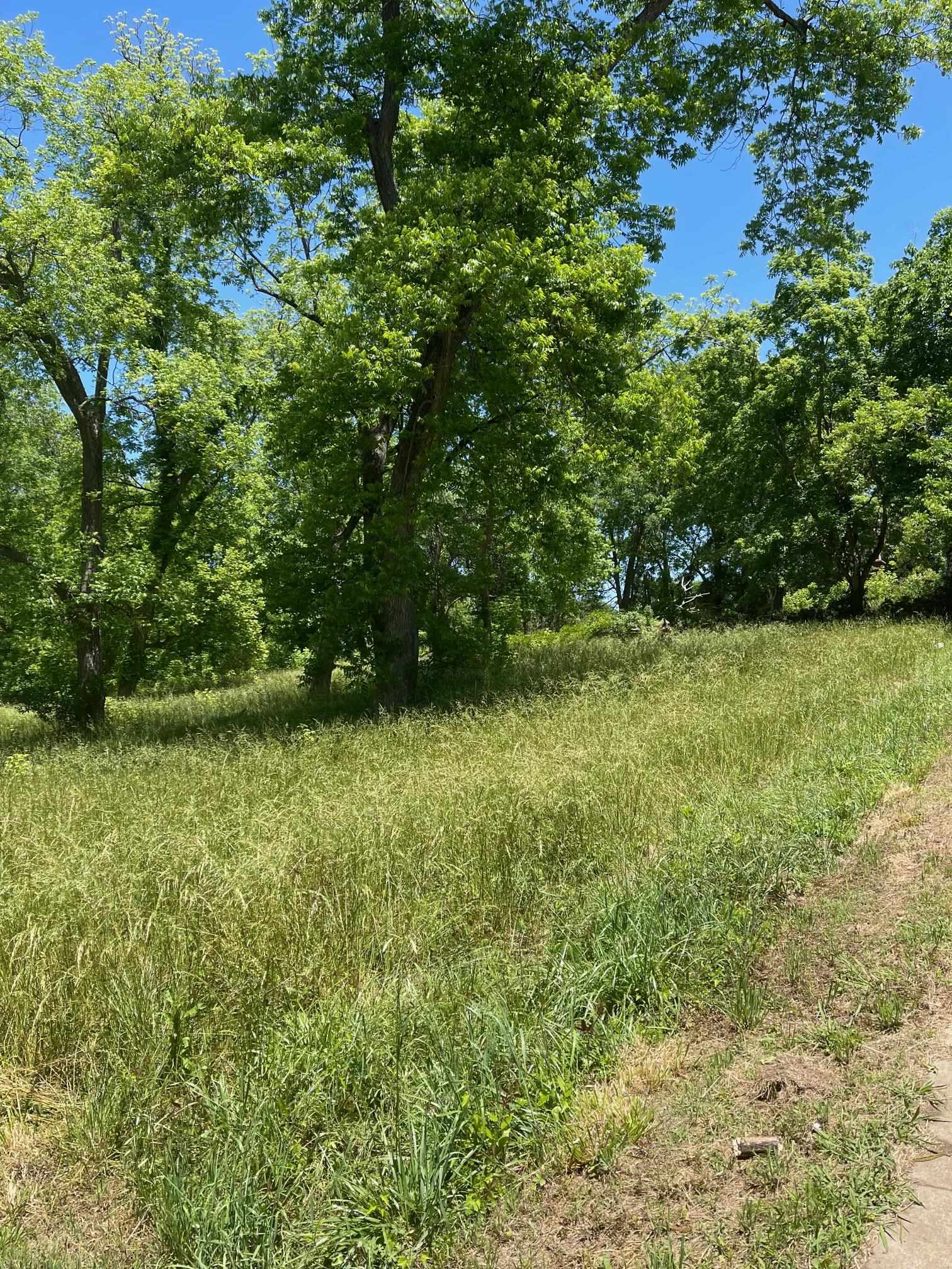 Lot is filled with Pecan Trees