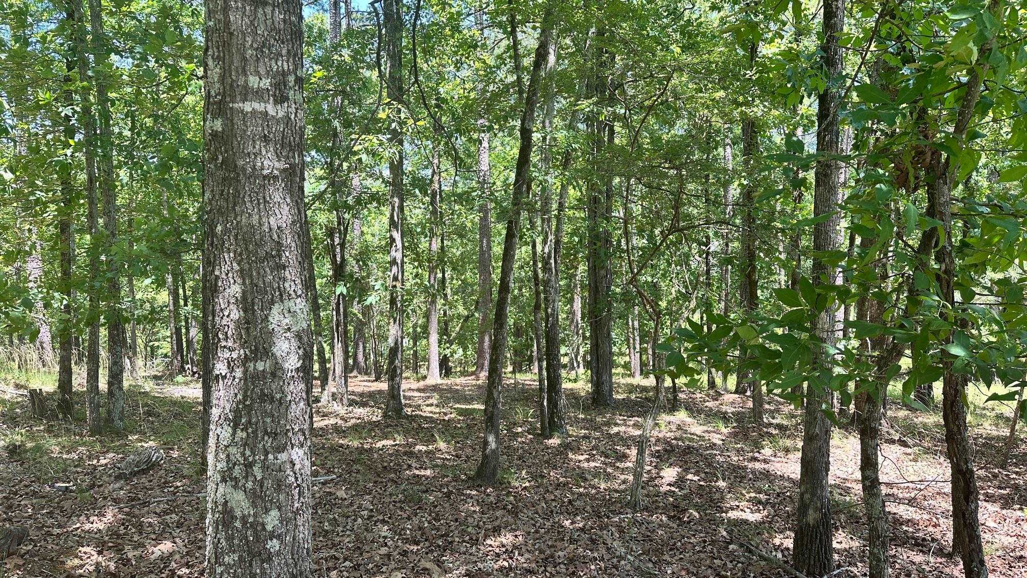 1051 Pebble Hill Lane image 3