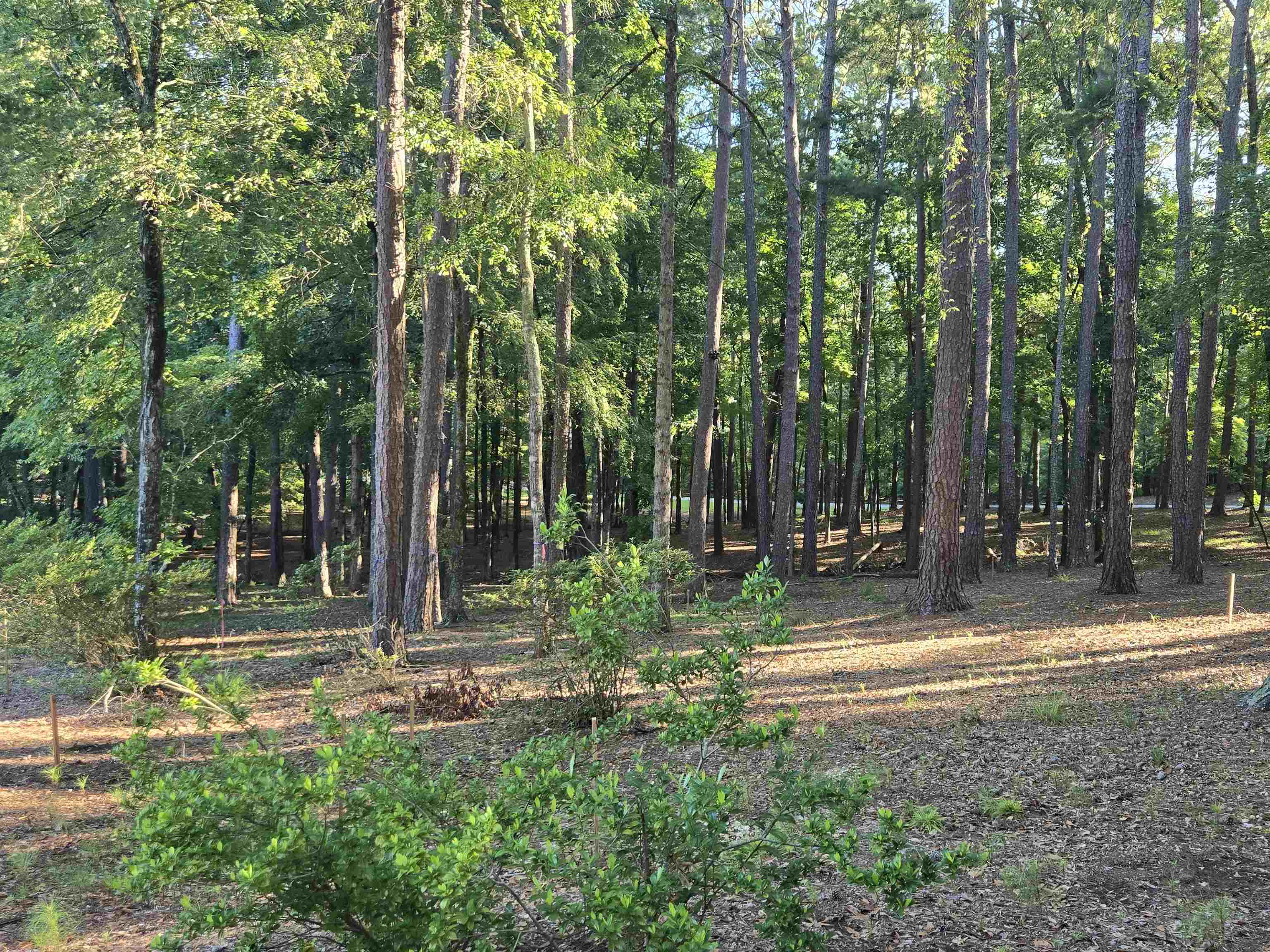 1330 Dogwood Drive image 7