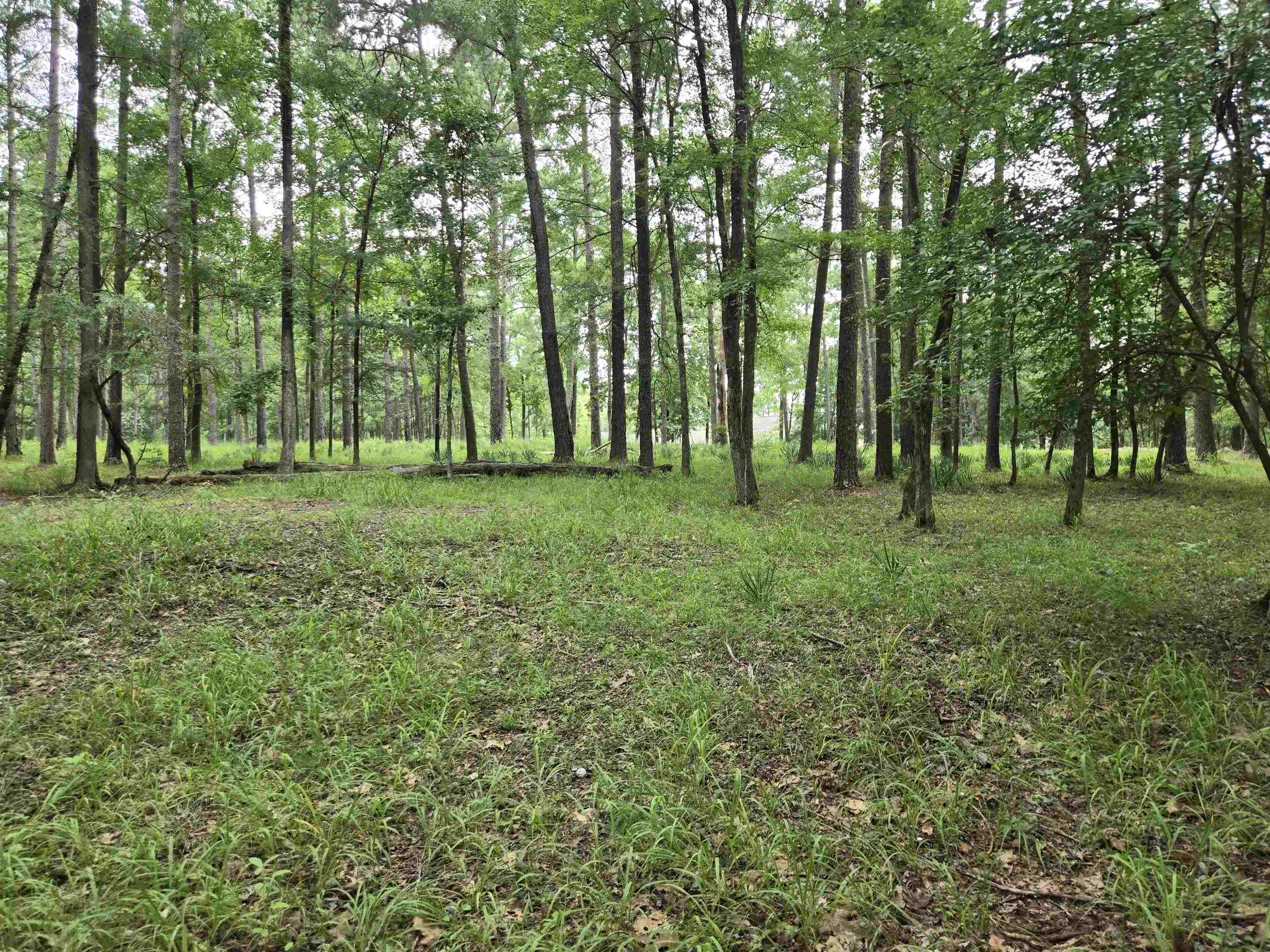 South Grove Road image 10