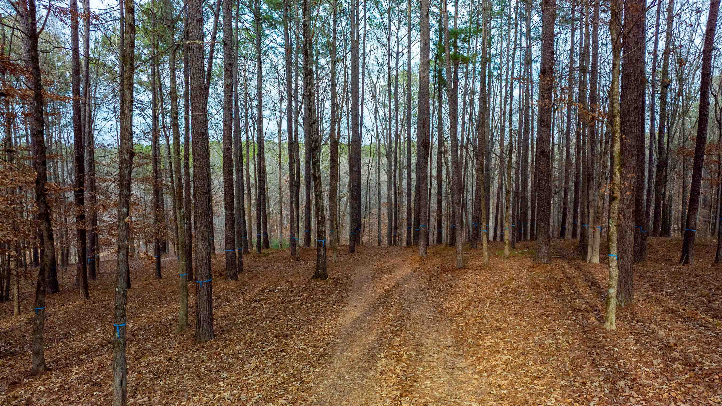 1191 Sunset Overlook image 5