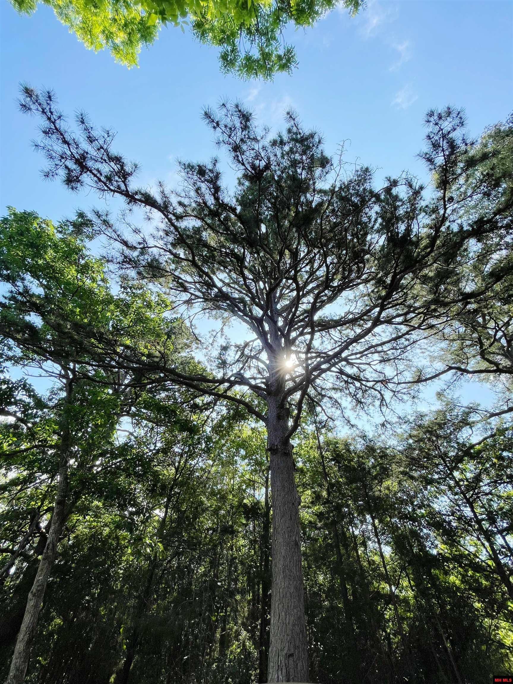 407 HARRIS ROAD Pineville, AR 72556