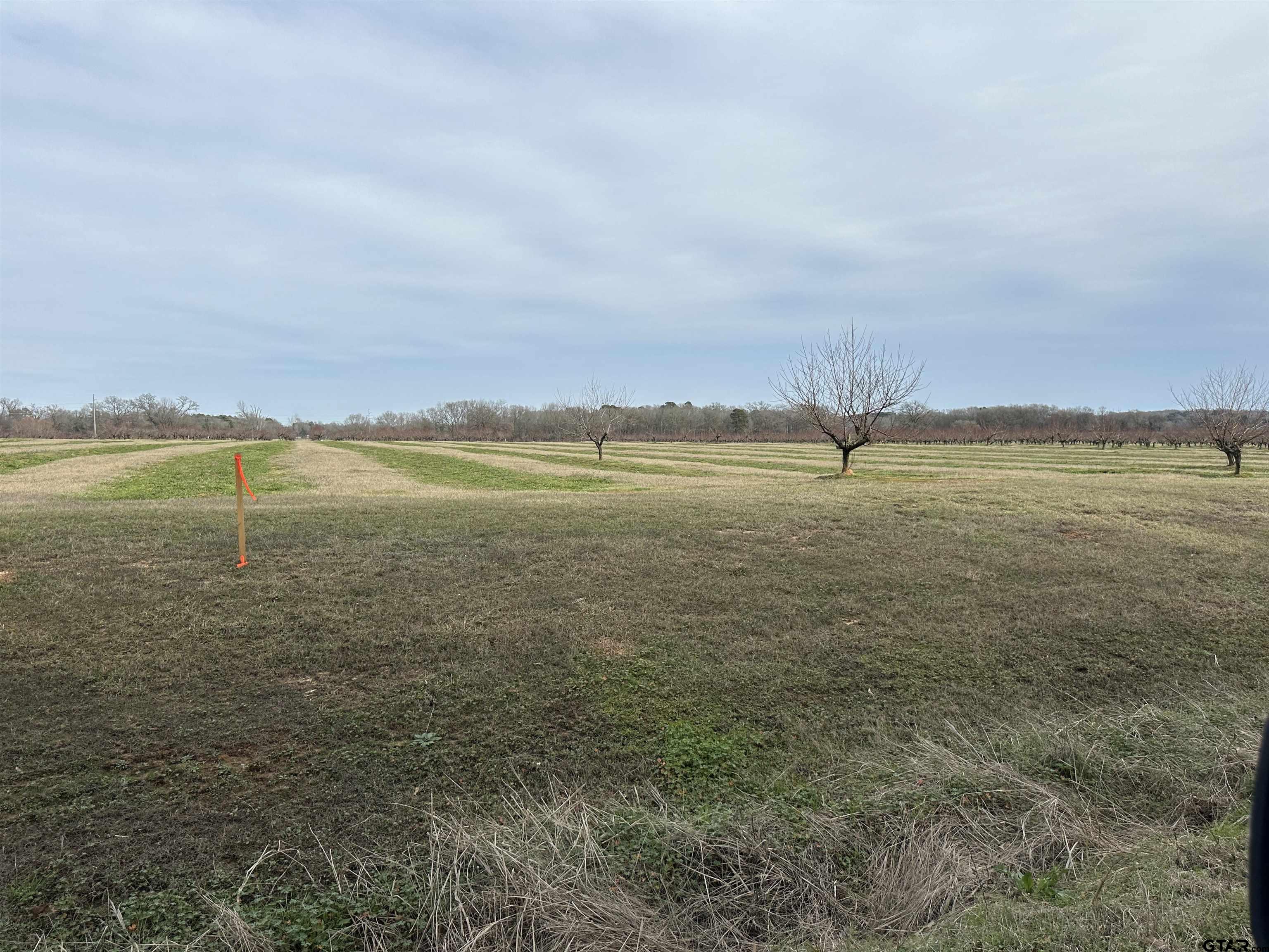 Lot 3 CR 4230, Pittsburg, Texas 75686, ,Residential,For Sale,CR 4230,24004247