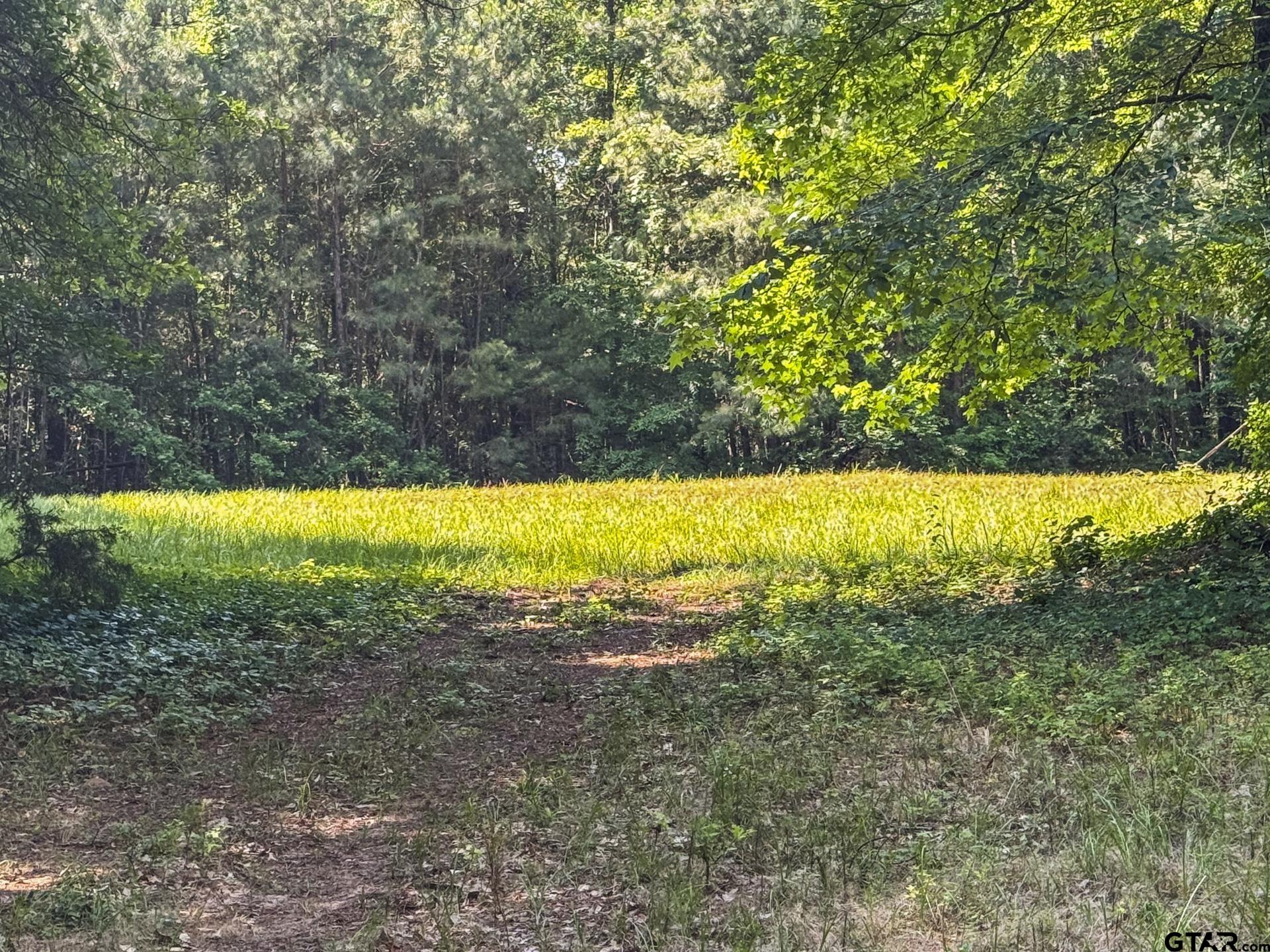2279 W Hwy 11, Daingerfield, Texas image 41