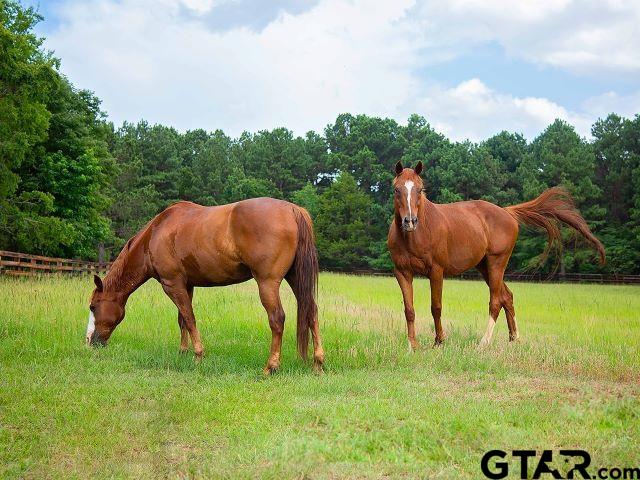 Lot 30 Acr 453, Montalba, Texas image 12