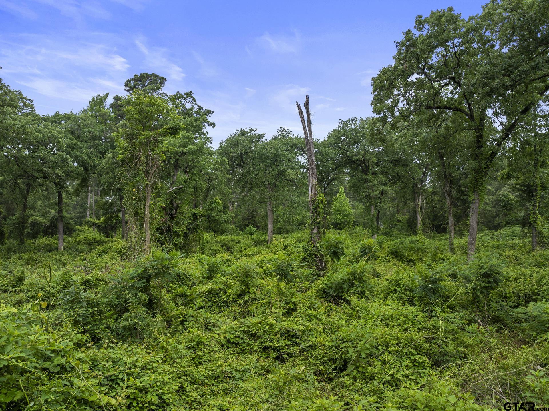 Lot R8 Big Pine Estates, Scroggins, Texas image 14
