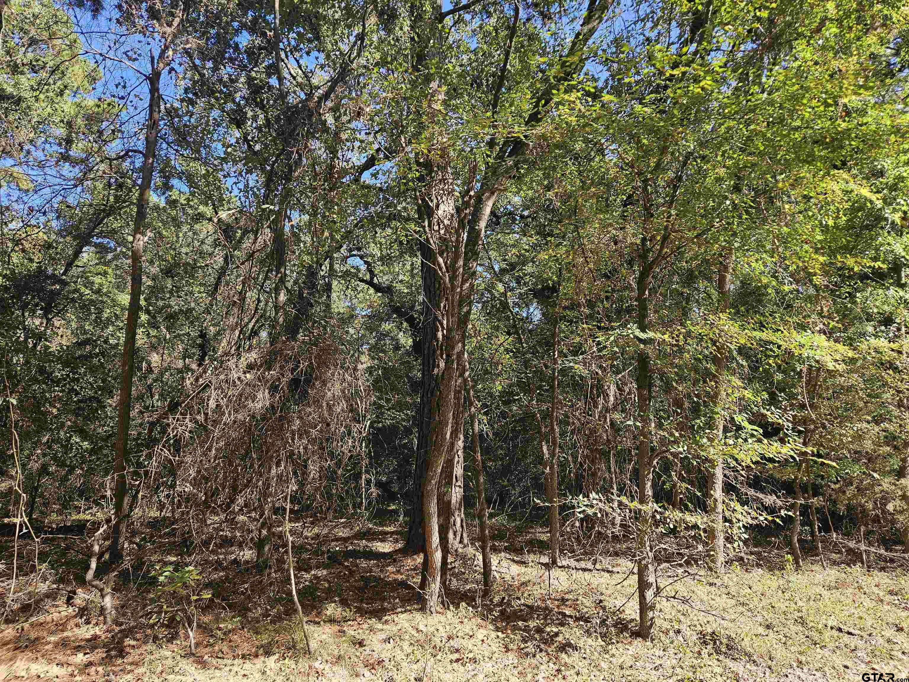 152 Timber Bluff, Bullard, Texas image 3