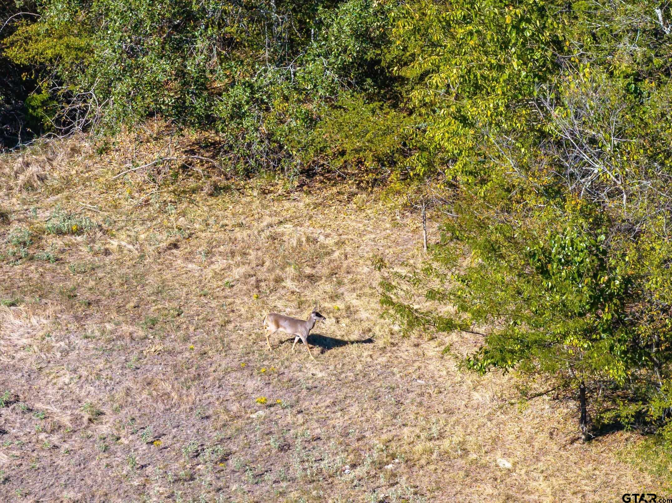 100 Rs County Road 4515, Point, Texas image 36