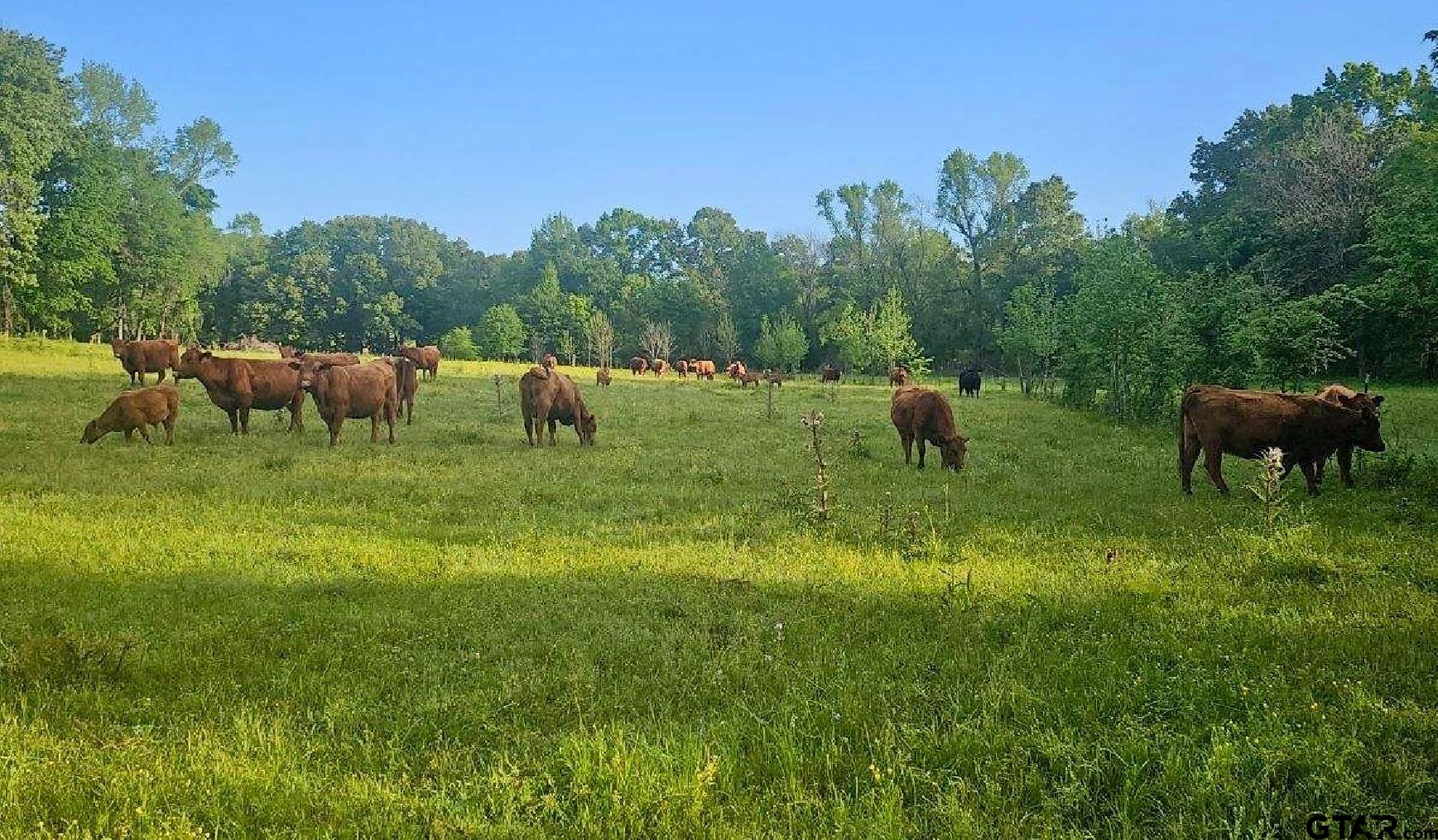 1348 County Road 3130, Cookville, Texas image 44