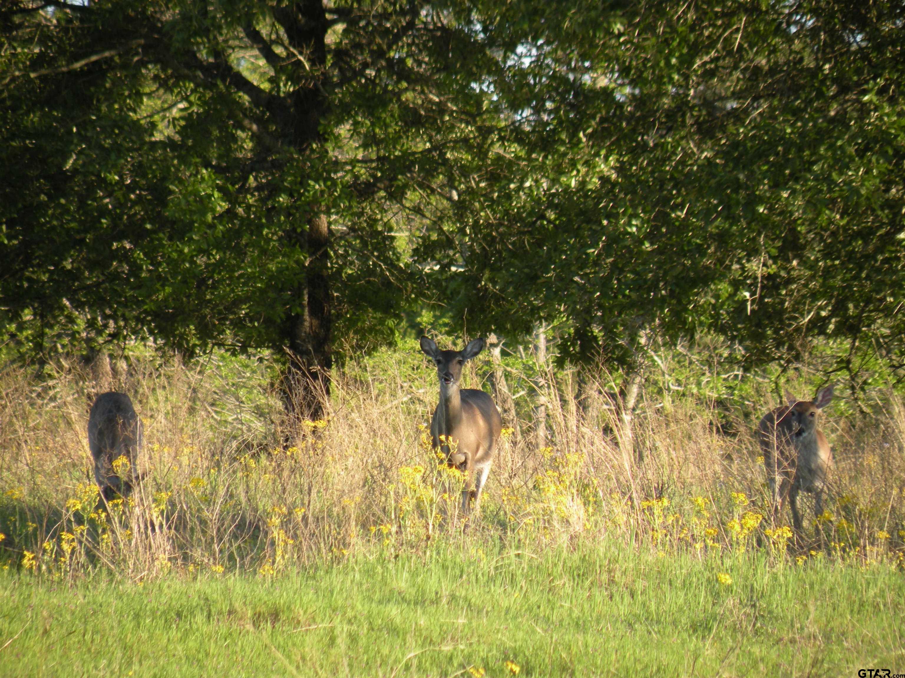 TBD Autumn Wood Trail, Holly Lake Ranch, Texas image 14