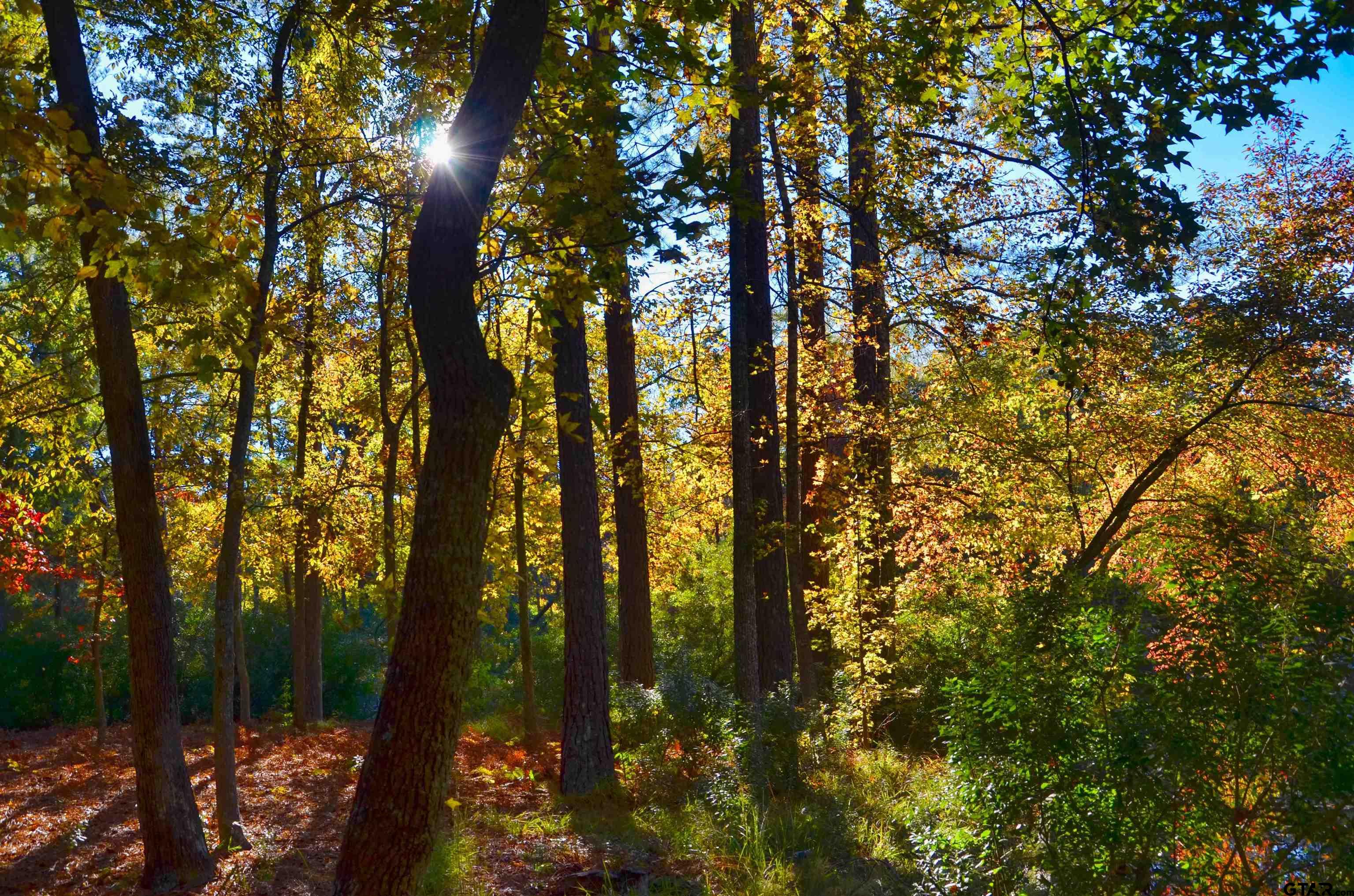 TBD Autumn Wood Trail, Holly Lake Ranch, Texas image 16