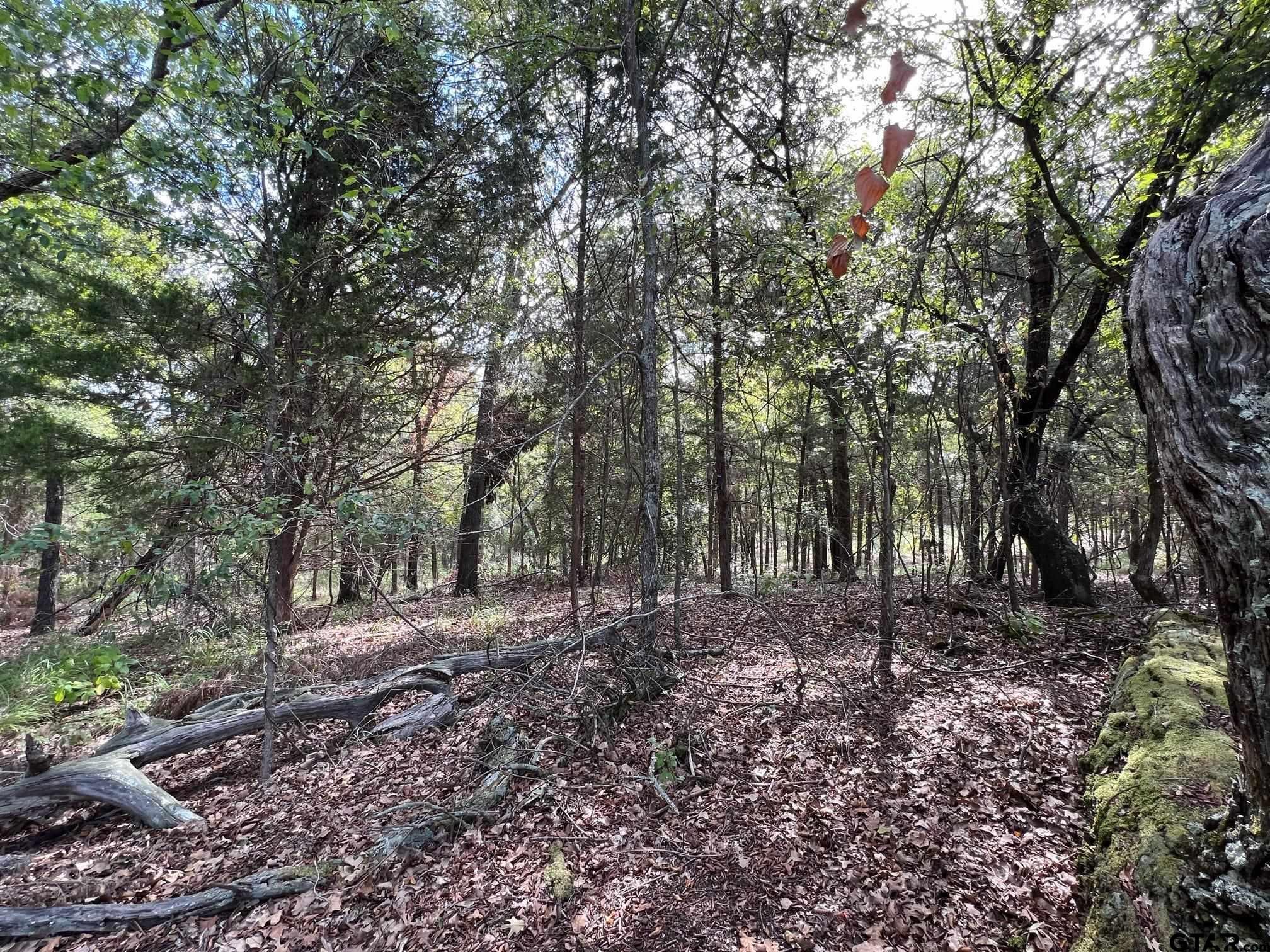 13648 Cr 420 (lot 5), Tyler, Texas image 14