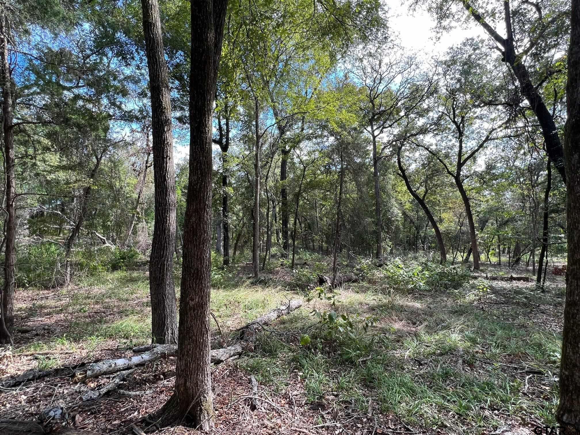 13648 Cr 420 (lot 5), Tyler, Texas image 6